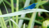 blaue Libelle